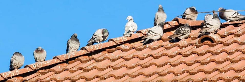 Çatıda Kuşlara Özel Çözümler