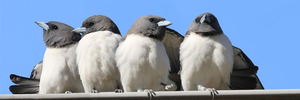 Güneş Enerji Santralinde Kuşlara Özel Çözümler