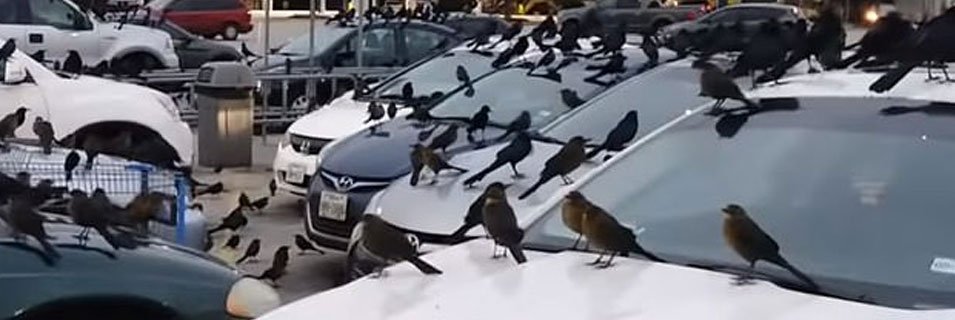 Otoparkta Kuşlara Özel Çözümleri