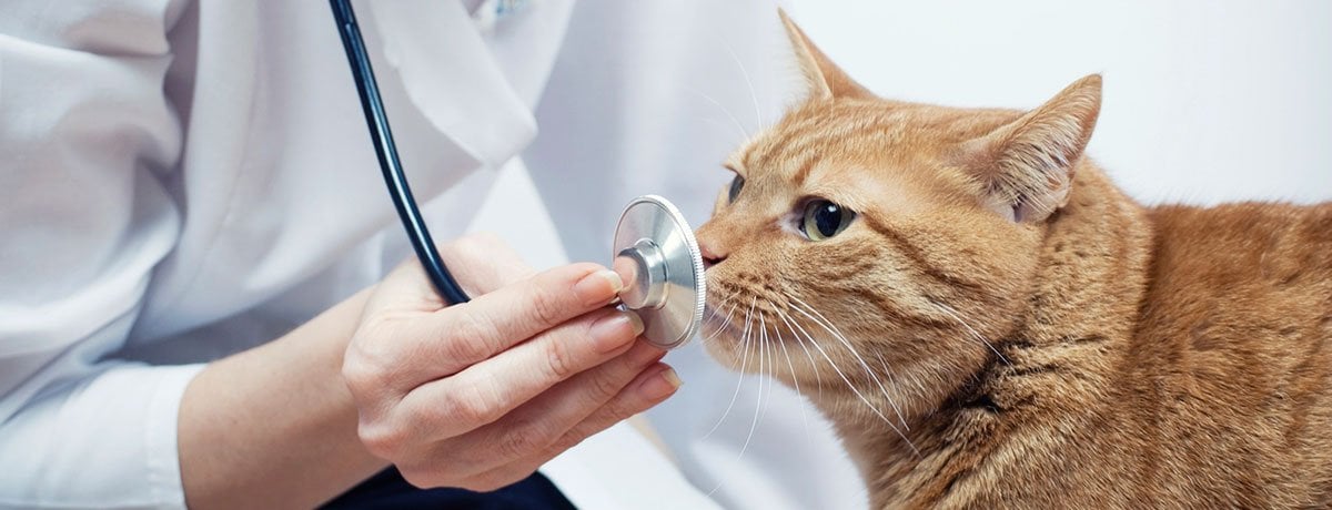 Sağlık Sektöründe Kedi – Köpeğe Özel Çözümler