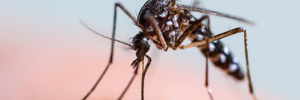 Gıda İşletmelerinde Sivrisineklere Özel Çözümler